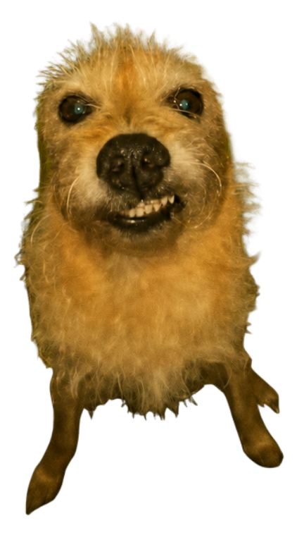 Backrooms Dog